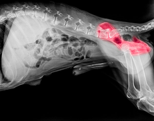 Hip Dysplasia In Pets - Fusion Veterinary Orthopedics